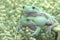 Two dumpy tree frogs resting on a bunch of young palms.