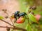 Two dung beetles are playing on the flowers.