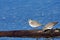 Two Dunlin in winter plumage stand on piece of driftwood near shore