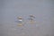 two dunlins at the german coast of the North Sea, Norderney island