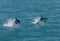 Two dusky dolphins Lagenorhynchus obscurus jumping out of the water near Kaikoura, New Zealand.