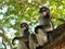 Two Dusky leaf monkey  Spectacled langur  sitting on tree in forest