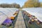 Two dutch greenhouses with path and flowering violets