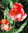 Two Dutch parrot tulips