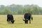 Two Dutch Taurus bull grazing in the Maashorst in Brabant, the Netherlands