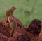 Two dwarf mongooses on a termite mound