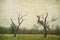 Two Dying Southern Live Oak Trees