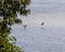 Two Eagles Flying just above the water on a summers day