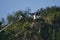 Two eagles, one flying out of its nest and the other resting on a tree branch