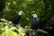 Two eagles perched in trees.