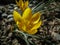 Two early crocuses Golden Yellow under the tree. Sunny spring day.