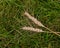 Two ears of wheat on a pile of grass