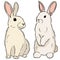 Two easter rabbits hand drawn colorful doodle
