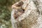 Two Eastern Gray Squirrels Peeking from Oak Tree Hollow