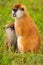 Two eastern patas monkeys sitting in the grass