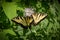 Two eastern swallowtail butterflies side by side