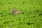 Two Eastern wild turkey males Meleagris gallopavo standing in a alfalfa field in central Wisconsin