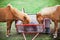 Two Eating Brown Horses in a Green Field of Grass