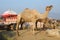 Two eating dromedaries and colourful carriage in nomadic camp at Pushkar ethnic fair,Rajasthan,India