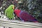 The two eclectus parrots are courting