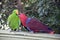 Two eclectus parrots sharing food