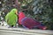 The two eclectus parrots are sharing food