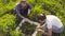 Two ecologist examining plants on the meadow