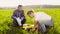 Two ecologist examining plants on the meadow