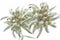 Two Edelweiss flowers on white
