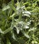 Two edelweiss in meadow of Stara planina, Bulgaria