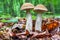 Two edible brown mushrooms Leccinum scabrum grow in the woods