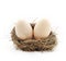 Two eggs inside the nest