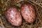 Two Eggs in a nest of  yellow-vented bulbul Pycnonotus goiavier, or eastern yellow-vented is a kind of bird at Thailand
