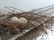 Two eggs of red collared dove birds in the nest on aluminum cloths racks.