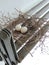 Two eggs of red collared dove birds in the nest on aluminum cloths racks.