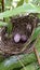 Two eggs of Red vented bulbul bird in a nest covered with leaves . Kondakurulla bird eggs.Eggs of Pycnonotus cafer bird.
