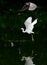 Two egrets flying on the river, in dark background