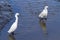 Two Egrets Standing in Wetlands