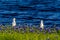 Two Egrets in Texas Bluebonnets at Lake Travis at Muleshoe Bend in T