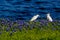 Two Egrets in Texas Bluebonnets at Lake Travis at Muleshoe Bend in T