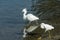 Two Egrets walking along the shoreline in shallow water