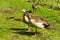 Two Egyptian geese