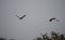 Two Egyptian Geese flying above trees, Palmwag Concession, Namibia, Southern Africa