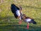 Two egyptian geese on green grass, spread wings