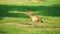 Two Egyptian gooses walking somewhere on the grass.