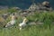 Two Egyptian Vultures Neophron percnopterus sitting in the grass with the rocks and green background