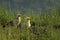 Two Egyptian Vultures Neophron percnopterus sitting in the grass with the rocks and green background