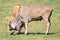 Two Eland antelope fighting.