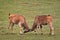 Two eland fighting