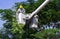 Two electricians in bucket crane truck cutting high tree branches for safety of electrical transmission system